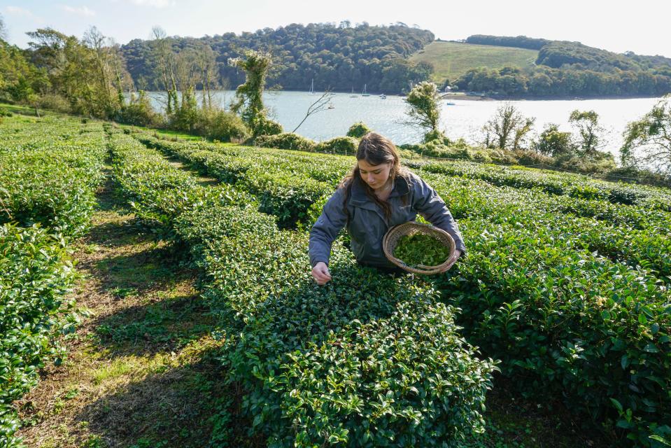 A woman picks tea leaves from bushes in England