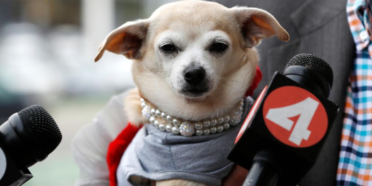 Frida, a female Chihuahua, after the San Francisco Board of Supervisors issued a special commendation naming Frida "Mayor of San Francisco for a Day" in San Francisco, California November 18, 2014.