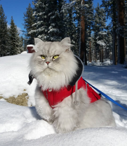 Gandalf plunged into fresh powder at Lake Tahoe!