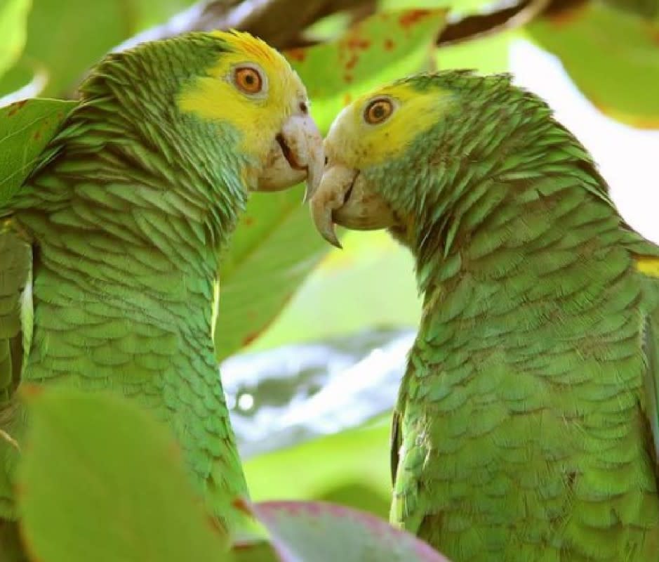 <p>Courtesy of Bonaire Tourism</p>