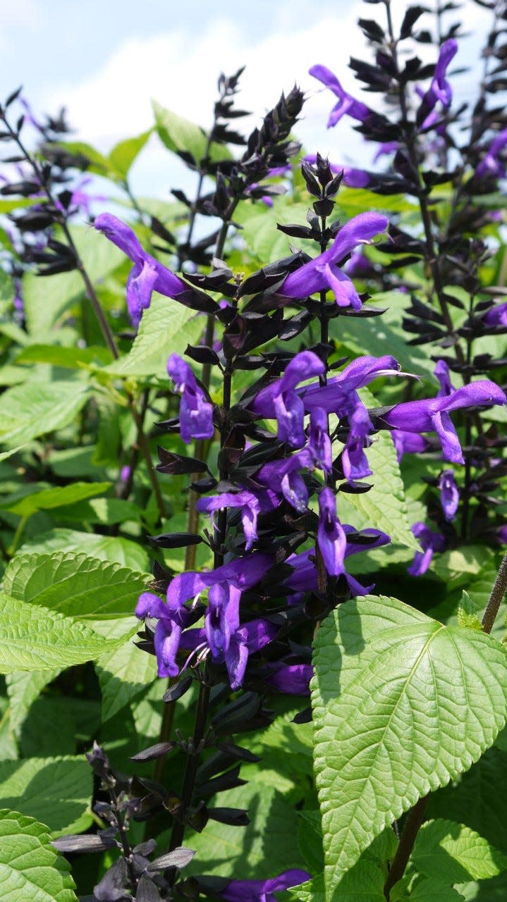 Rockin' Deep Purple Salvia has been improved for 2023, with more flowers.