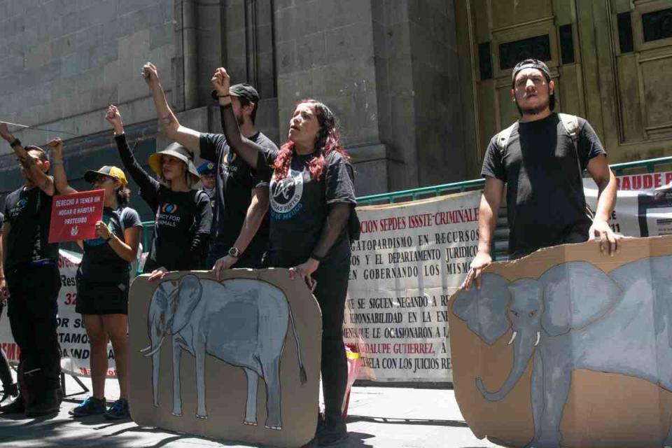 elefanta ely protesta corte traslado santuario brasil