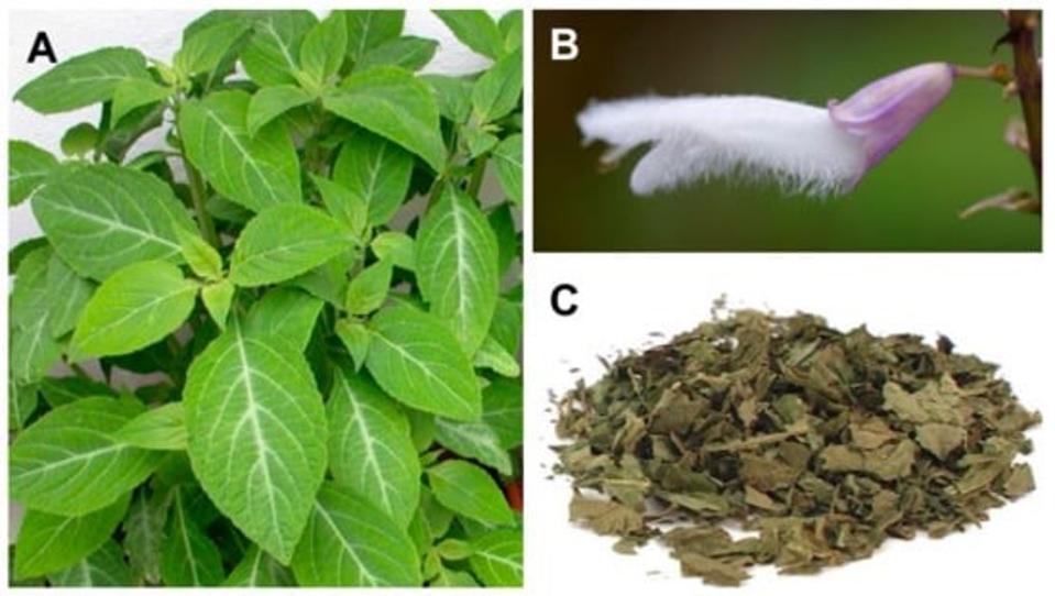 墨西哥鼠尾草的活株（A）、花（B），以及乾燥後製成枯葉片的毒品成品（C）。（翻攝自台北榮總臨床毒物部官網）
