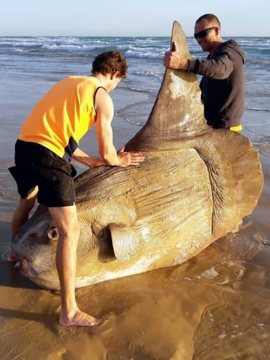 Boulder-sized sunfish washes ashore in Australia