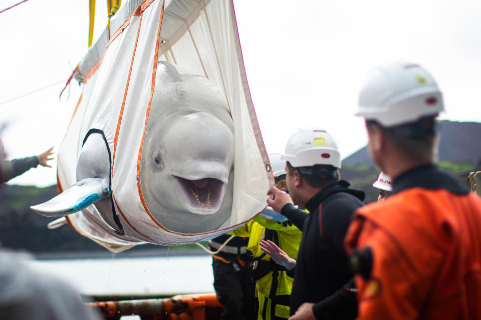 Little Grey being moved in a sling from a tugboat during transfer to the "care pool" where she and Little White will acclimatize to the sea sanctuary. (Photo: Aaron Chown - PA Images via Getty Images)