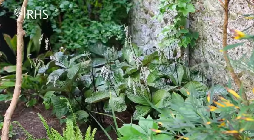 <p>'This garden's south facing, it can get incredibly warm, but actually you can create micro climates even in a tiny garden, so by planting a tree or a shrub above you create the shade down below, and that's allowed me to have all these marvellous gems which I used at Chelsea last year.'</p><p>In this part of Andy's garden you'll find <a href="https://www.yougarden.com/item-p-560591/garden-orchid-cypripedium-slipper-orchid" rel="nofollow noopener" target="_blank" data-ylk="slk:Cypripedium orchids;elm:context_link;itc:0;sec:content-canvas" class="link ">Cypripedium orchids</a>, <a href="https://www.crocus.co.uk/plants/_/beesia-calthifolia/classid.2000034733/" rel="nofollow noopener" target="_blank" data-ylk="slk:Beesia;elm:context_link;itc:0;sec:content-canvas" class="link ">Beesia</a> and ferns, to name a few. </p>