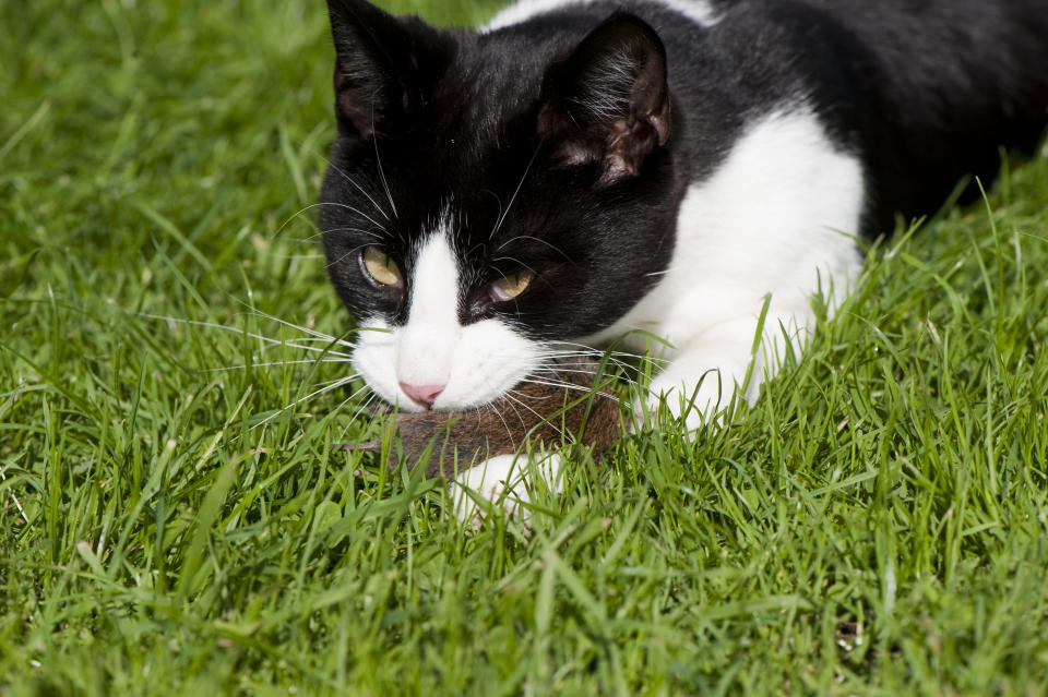 A black and white cat lies in the grass, intently watching something while holding a small, brown object in its mouth