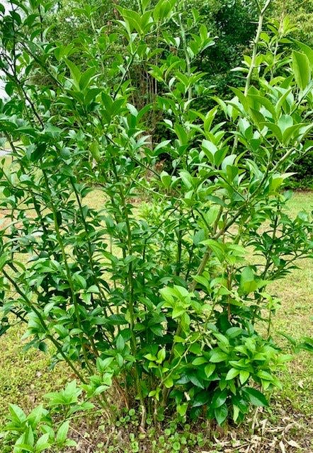 Multiple shoots growing from rootstock on a citrus tree.