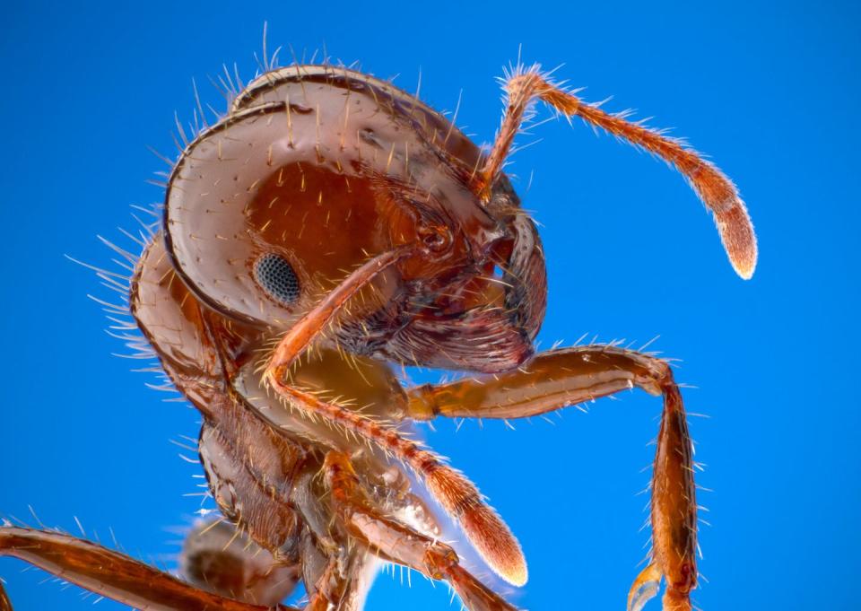 A red imported fire ant in the US. Alexander Wild/Wikimedia Commons