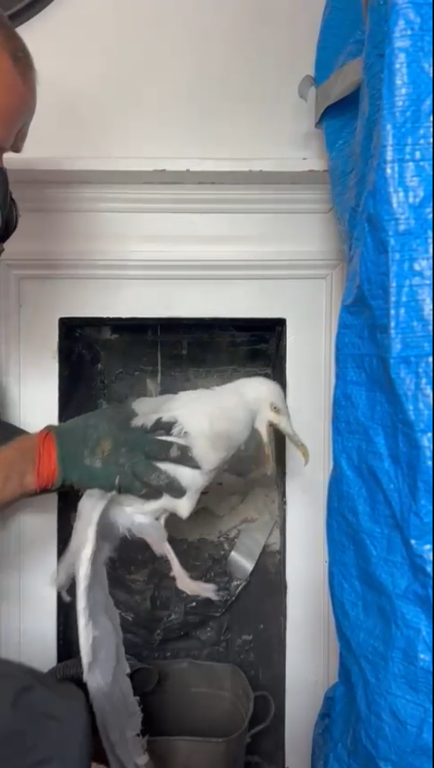 Chimney grabs a seagull after it was trapped in an old flue