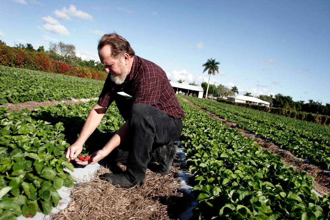 In this file photo from Jan. 7, 2008, Herb Grafe picks strawberries which will then be packaged and sold to customers at Knaus Berry Farm in Homestead.