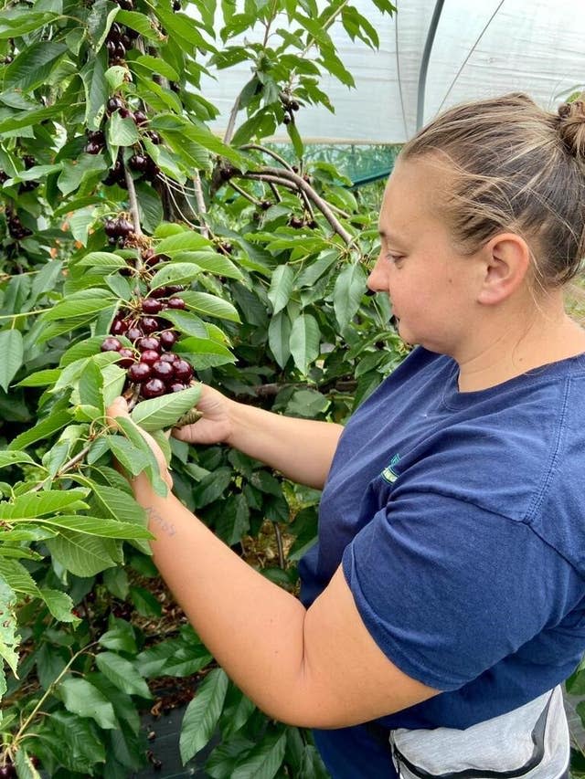 Cherry farming