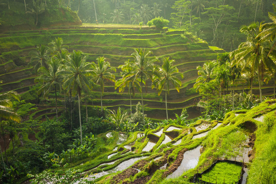 Tegallalang Rice Terraces in Ubud in the morning light