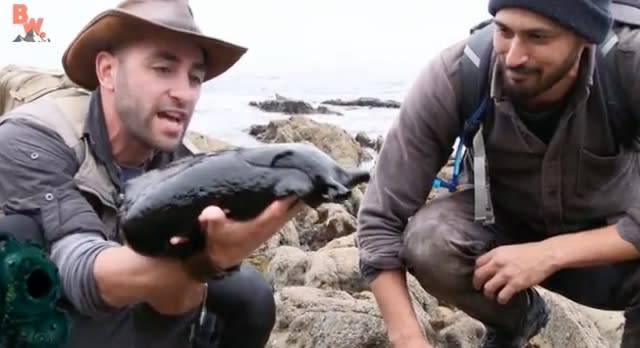 Man picks up giant sea slug in California