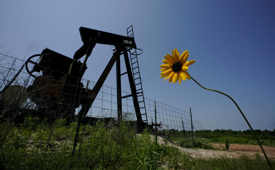 A wildflower blows in the wind near an old pump jack on Molly Rooke's ranch, Tuesday, May 18, 2021, near Refugio, Texas. Oil and gas drilling began on the ranch in the 1920s and there were dozens of orphaned wells that needed to be plugged for safety and environmental protection. (AP Photo/Eric Gay)