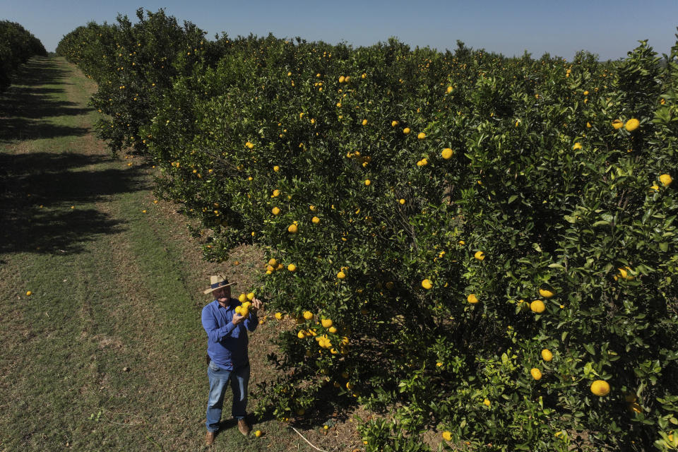 Orange farmer Oscar Simonetti examines his fruits, with some affected by citrus greening bacteria, at his plantation in Mogi Guacu, Brazil, Thursday, June 13, 2024. Brazil, the world's largest exporter of orange juice, has been affected by heatwaves, a lack of rainfall and an increase in citrus greening bacteria. (AP Photo/Andre Penner)