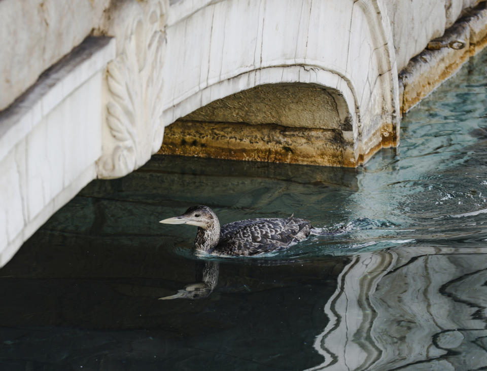 A yellow-billed loon swims in Lake Bellagio on the Strip in Las Vegas, Tuesday, March 5, 2024. The Bellagio said in a social media post Tuesday that it paused its fountains as it worked with state wildlife officials to rescue a yellow-billed loon who “found comfort on Las Vegas’ own Lake Bellagio.” (Rachel Aston/Las Vegas Review-Journal via AP)