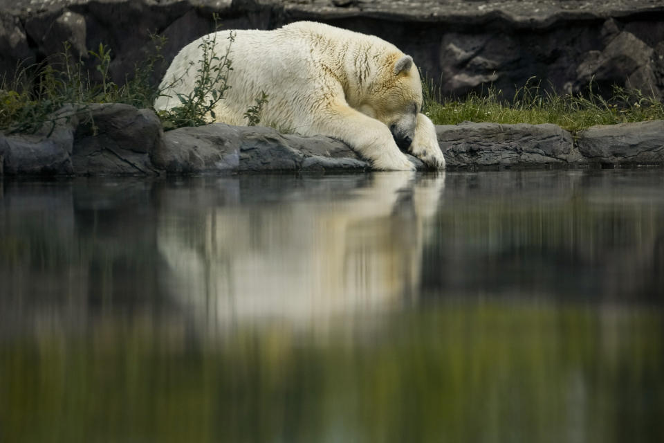 A polar bear dozes off at the ZOOM Adventure World Zoo in Gelsenkirchen, Germany, June 28, 2024. (AP Photo/Andreea Alexandru)