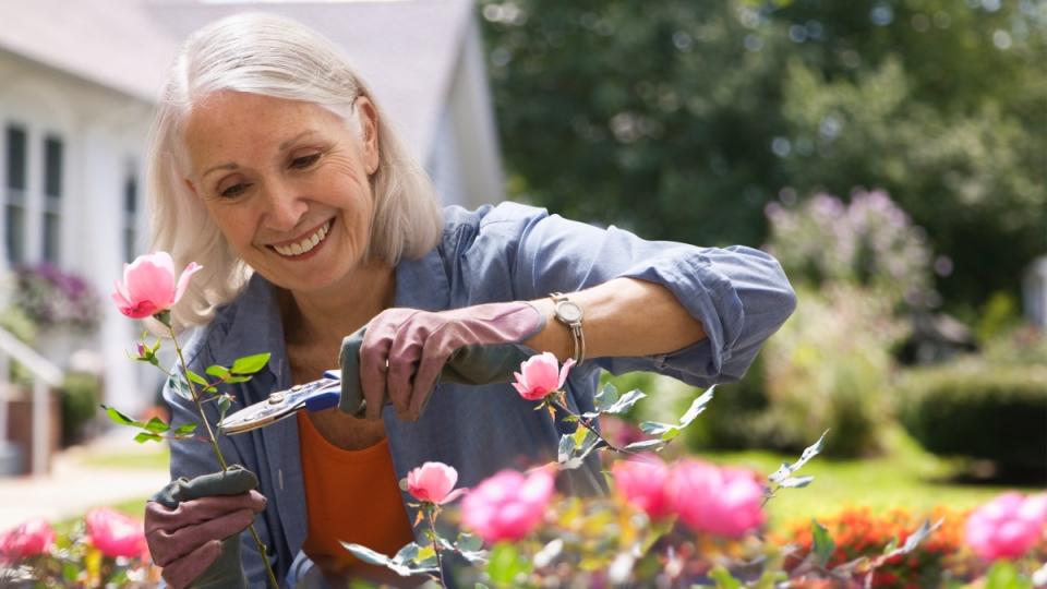 A mature woman pruning roses in her garden