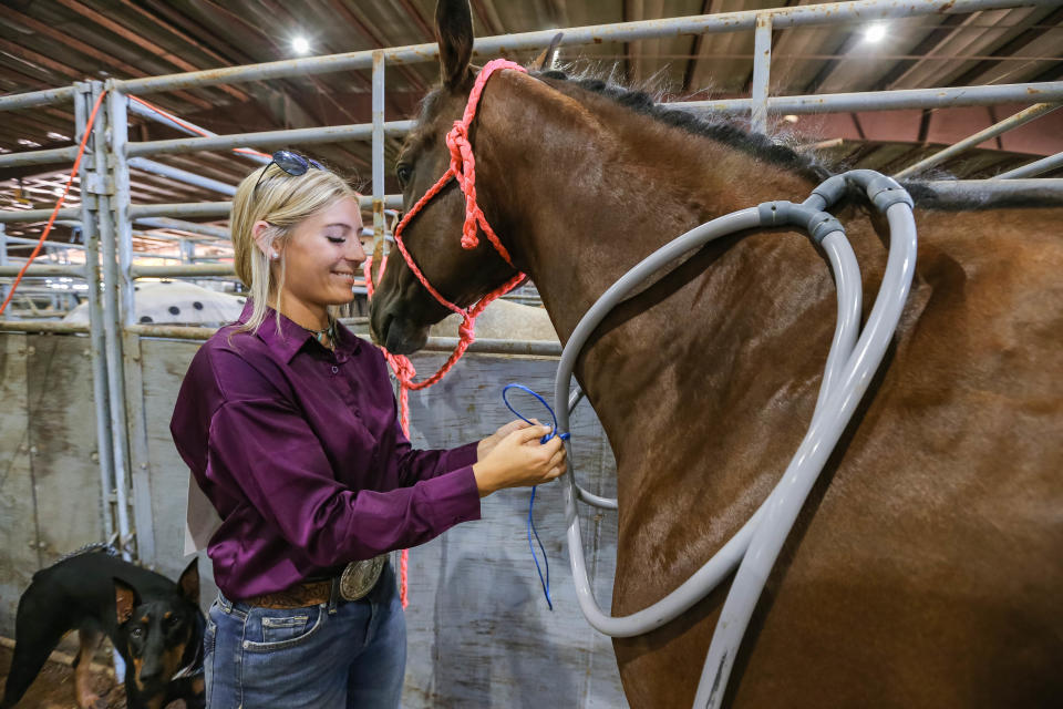 Sydney Herrin uses a Pulse PEMF machine that stimulates and exercises the body’s cells on her horse Sexy on Monday in the barn at the International Finals Youth Rodeo at the Heart of Oklahoma Exposition Center in Shawnee.