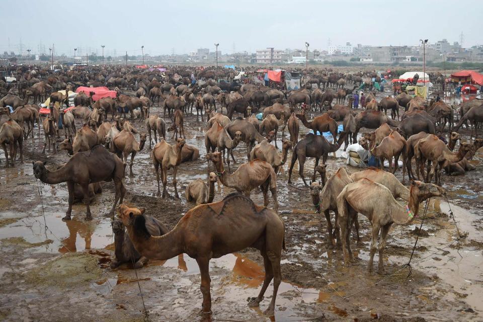 Camellos en un mercado de ganado tras una lluvia, antes del próximo festival musulmán (AFP vía Getty Images)