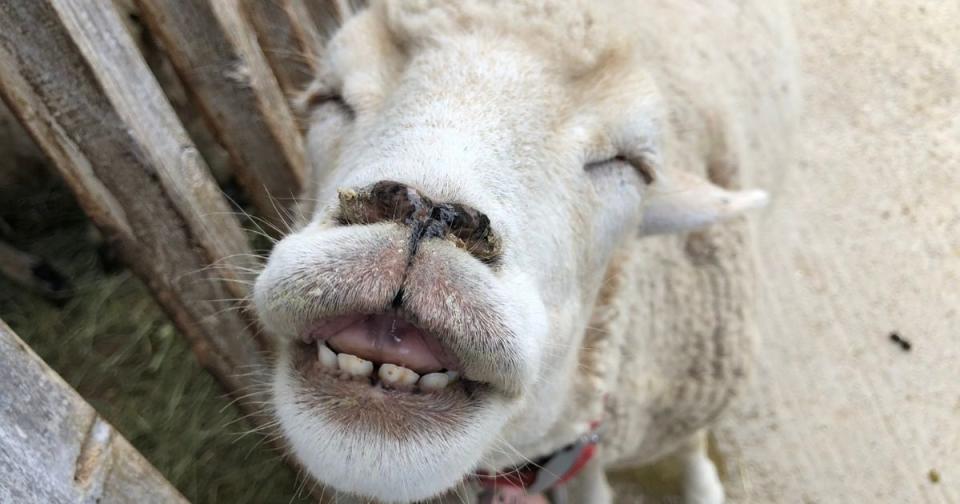 <p>A smiling sheep has recently gone viral on the internet for its ear-to-ear grin. (Photo courtesy of Awaji Farm Park England Hill/Twitter)</p>
