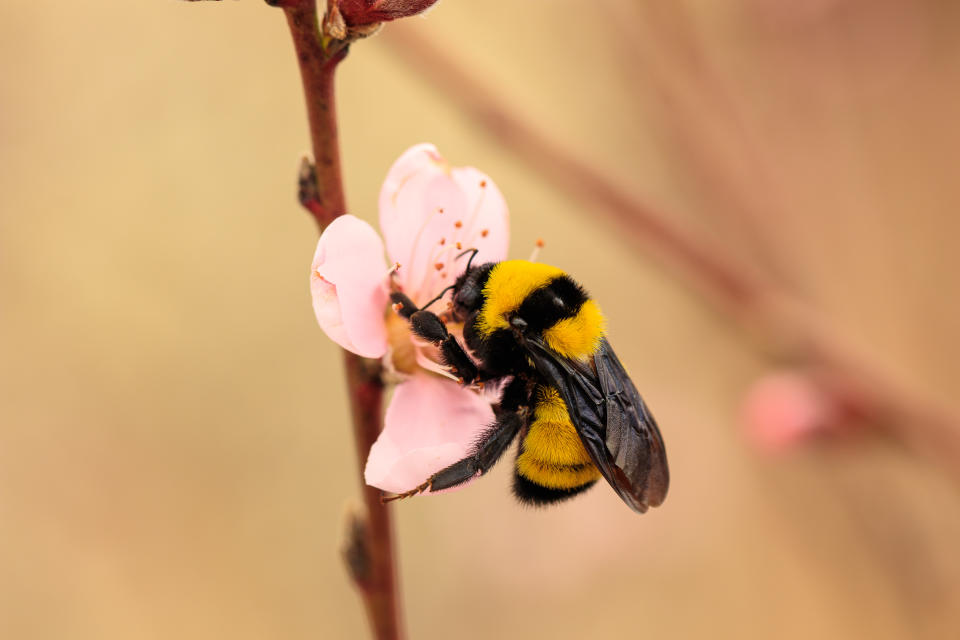 Bumble bee on peach flower