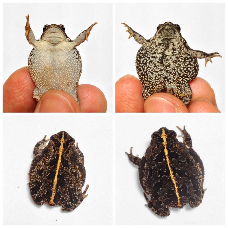 Photos of oak toads