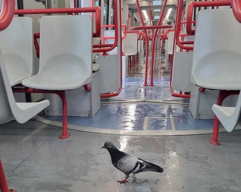 Another local passenger comes along for the ride