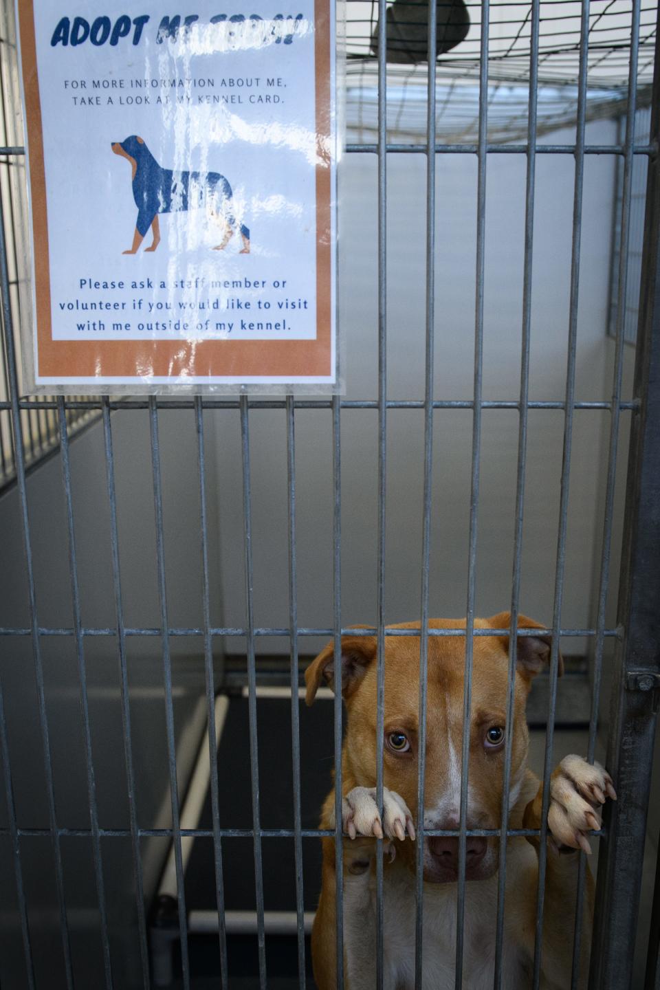 Trever, a male pit bull, looks out from his cage at Cumberland County Animal Services on Thursday, Jan. 11, 2024.