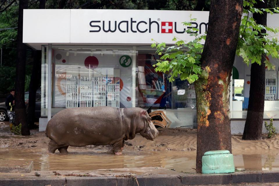 A hippopotamus walks along a&nbsp;flooded street in Tbilisi, Georgia, on June 14. Tigers, lions, jaguars, bears and wolves <a href="http://www.huffingtonpost.com/2015/06/14/zoo-animals-_n_7579344.html">escaped from a zoo</a> after heavy flooding destroyed their compounds that day. At least 10 people, including three zoo workers, were killed.