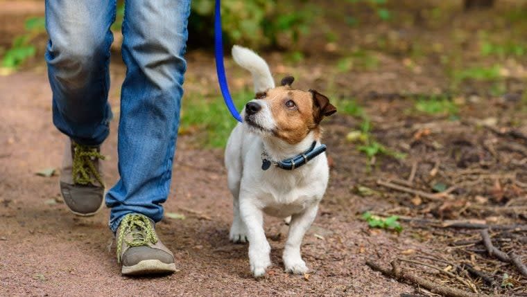 The Benefits of Nature Walks for Dogs