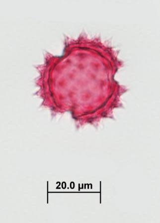 Asteraceae Pollen - Porophyllum scoparium