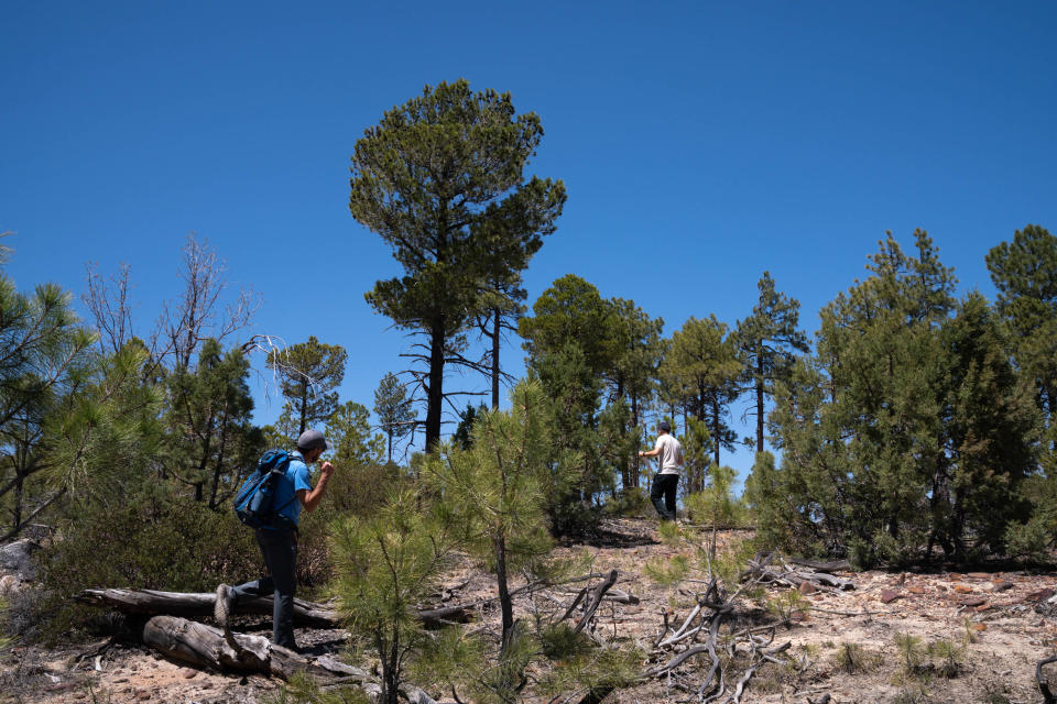 Jose (Pepe) Iniguez (left) and Peter Fule walk in the Rodeo-Chediski Fire scar in the Sitgreaves National Forest near Overgaard on April 29, 2022.