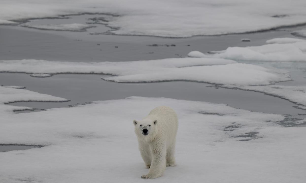 <span>Photograph: Anadolu Agency/Getty Images</span>