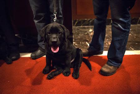 A Labrador Retriever puppy is seen at the American Kennel Club (AKC) in New York January 31, 2014. REUTERS/Eric Thayer