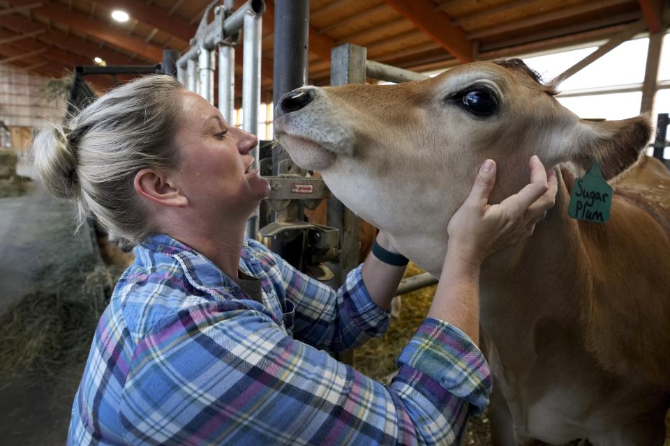 Dairy farmer Megan McAllister checks one of her cows in a barn on her farm, Monday, July 24, 2023, in New Vienna, Iowa. More intense summer heat resulting from emissions-driven climate change means animal heat stress that can result in billions of dollars in lost revenue for farmers and ranchers if not properly managed. The McAllister family installed new fans above the beds where their cows lie. (AP Photo/Charlie Neibergall)