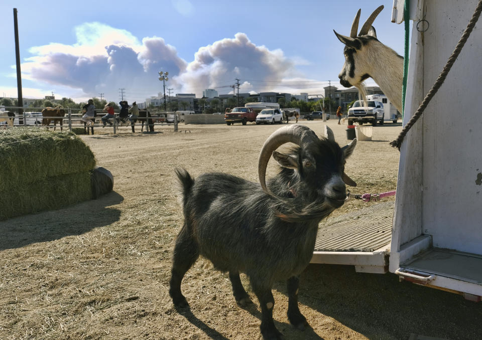 In this Friday, Nov. 9, 2018 photo, goats are cared for at The Pierce College Equine Center where evacuees are bringing their large animals after being evacuated from the wildfire in the Woodland Hills section of Los Angeles. Southern Californians faced with the loss of lives and homes in a huge wildfire are also grappling with the destruction of public lands popular with hikers, horseback riders and mountain bikers. The Woolsey fire has charred more than 85 percent of National Park Service land within the Santa Monica Mountain National Recreational Area, where officials announced Wednesday, Nov. 14, 2018 that all trails were closed. (AP Photo/Richard Vogel)