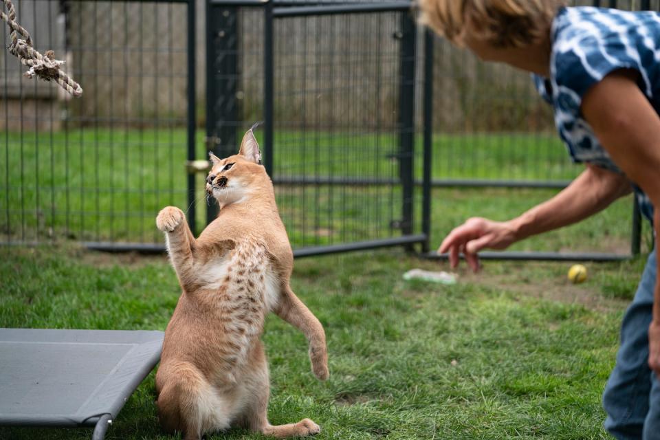 Elaine Westfall, of Royal Oak, is relieved her two African caracal cats named Pebbles and BamBam were returned to her home on October 14, 2021. She plays with her 1-year-old African caracal, Wasabi, in her backyard as the other two rested inside. Westfall had help from Heather Ineich, founder of South Lyon Murphy Animal Recovery. Westfall owns four cats but only two escaped her backyard fenced-in enclosure.
