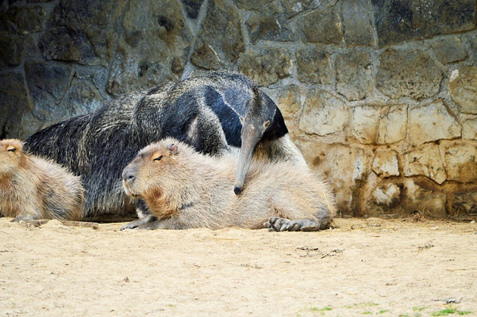 Can Capybaras Ride Alligators?
