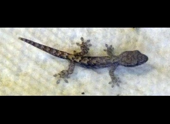 The Mourning Gecko: <a href="http://en.wikipedia.org/wiki/Lepidodactylus_lugubris" target="_hplink">No males necessary</a>, or found so far.     This baby gecko isn't going to grow up and date <a href="http://www.youtube.com/watch?v=acCfnwTpdxU" target="_hplink">this guy</a> anytime soon.    <em>Flickr photo by <a href="http://www.flickr.com/photos/31186581@N08/" target="_hplink">Chaoslillitu</a>. </em>