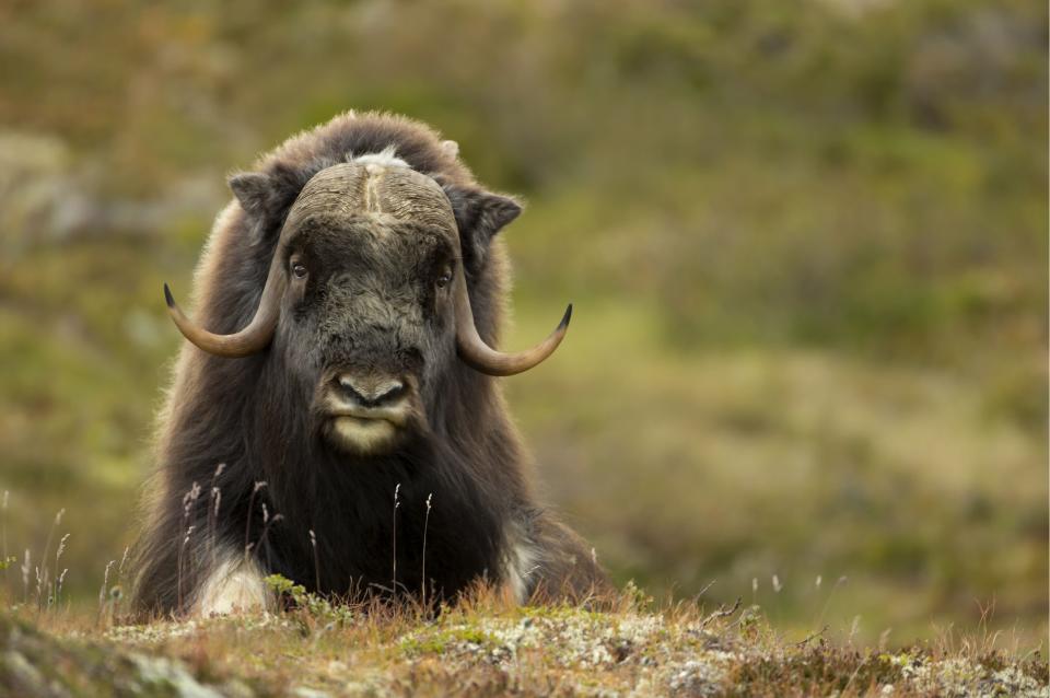 A muskox stares back at the camera in Norway (Danny Green/Rex Features)