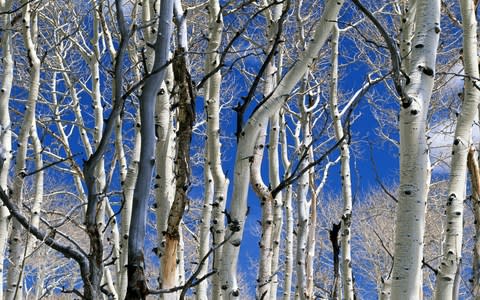 Silver Birch - Credit: Getty Images