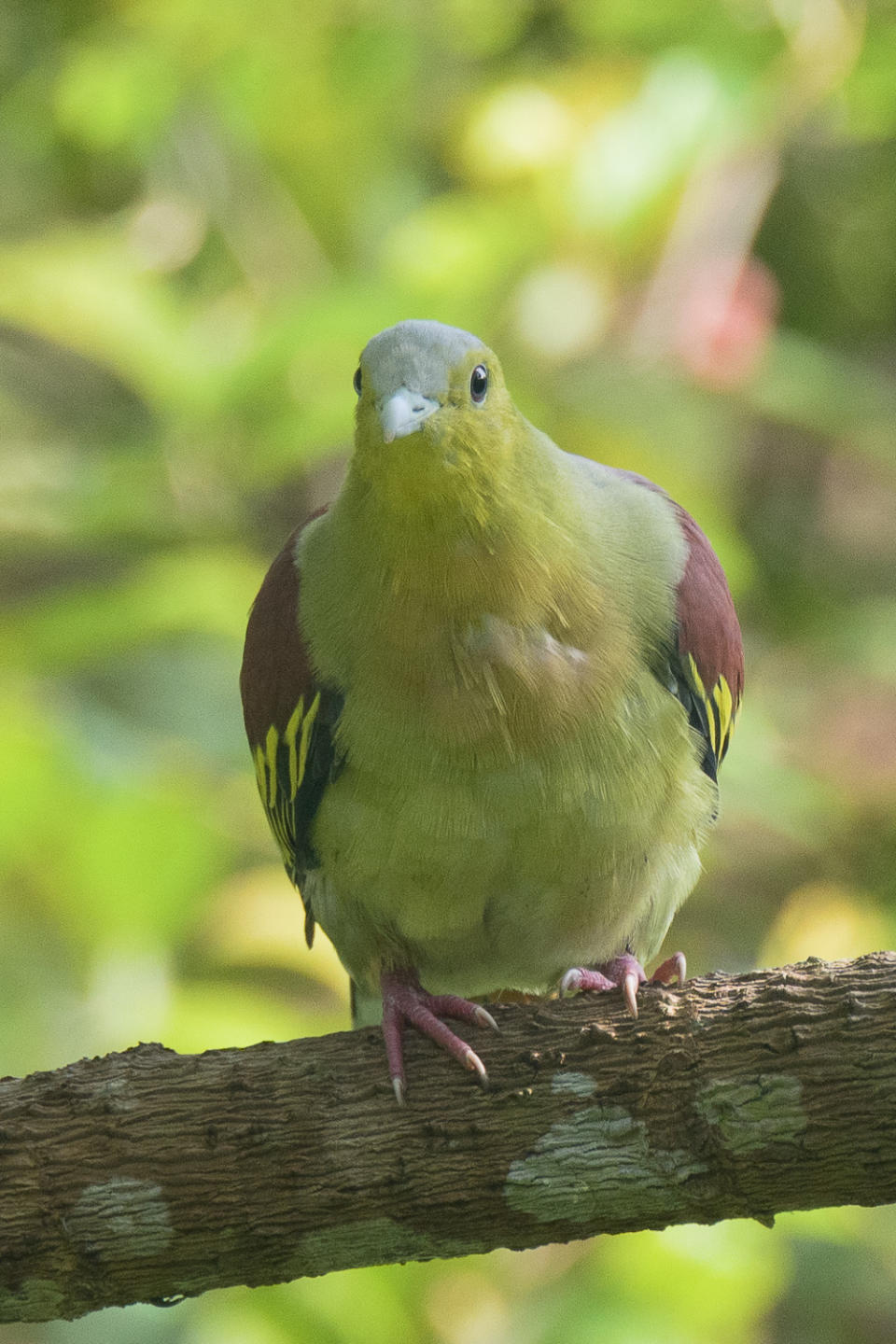 Ashy-headed green pigeon in Central Catchment Nature Reserve, Singapore. (Photo: Francis Yap)