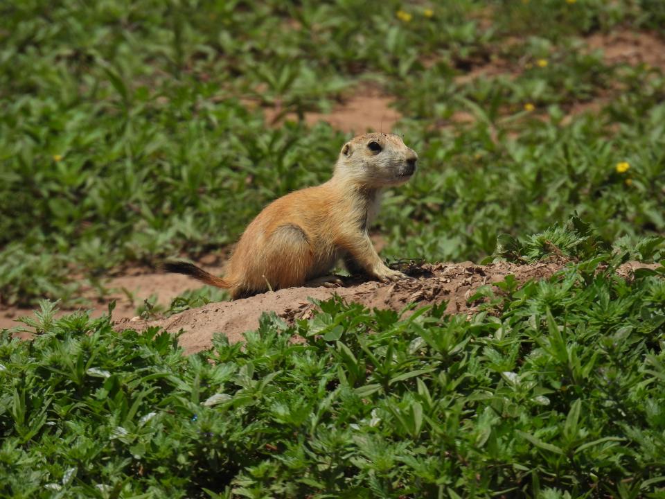 This black-tailed prairie dog scopes out the lay of the land from a burrow in spring 2023 in the Wichita Mountains Wildlife Refuge in Oklahoma.