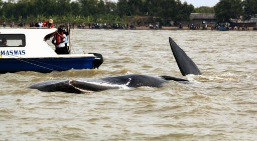 Rescuers try to free a sperm whale (C) stuck in shallow waters at Pakis Jaya beach in Karawang, West Java, July 27, 2012. The rescue attempt was hampered by local tourists arriving on boats and driving the animal back into shallow waters