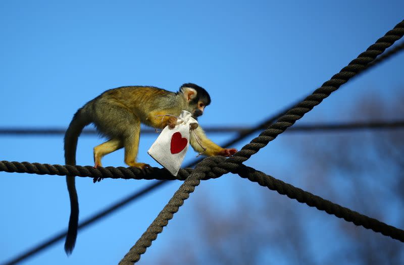 Black capped squirrel monkeys are fed treats from Valentines Day themed bags during a photo-call at ZSL London Zoo in London