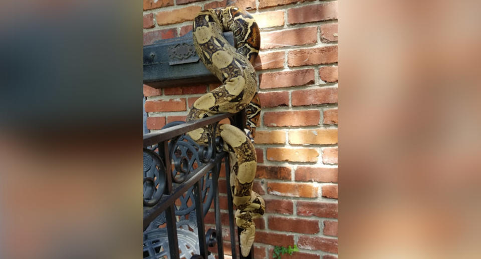 The boa constrictor was an unexpected obstacle for a mailman last week. Source: @OverlandPark_PD/ Twitter