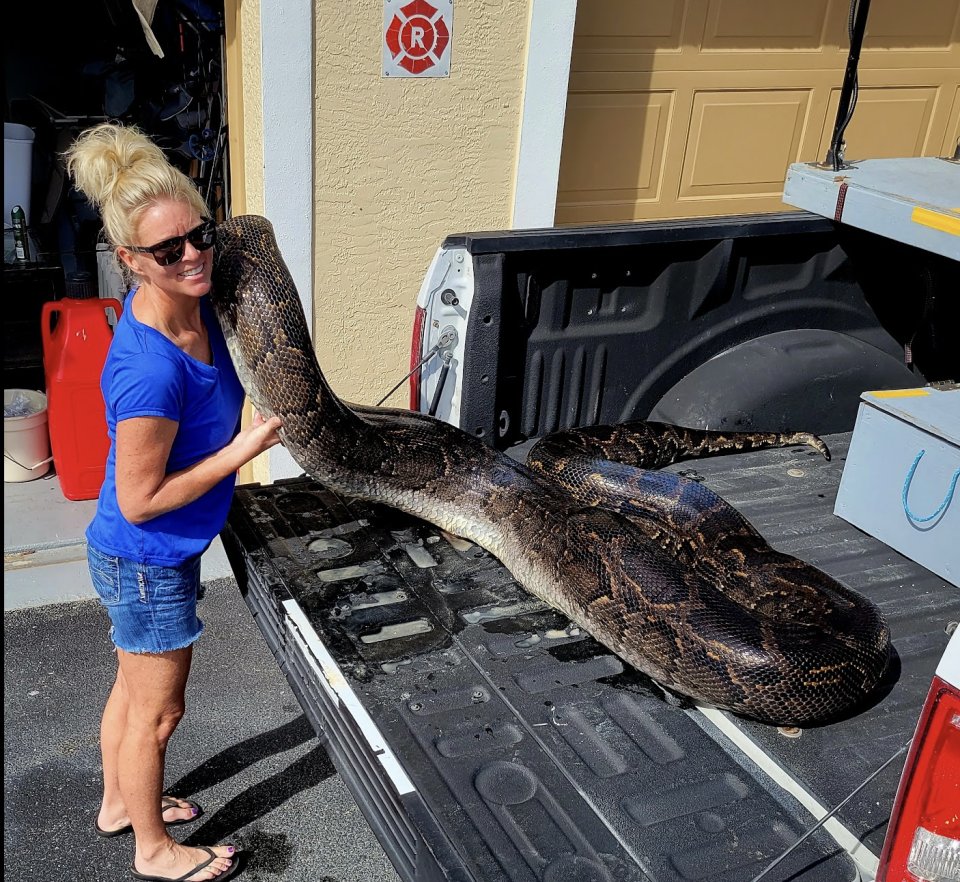 Professional python hunter Amy Siewe said this is the fattest python she's ever seen.  / Credit: Amy Siewe