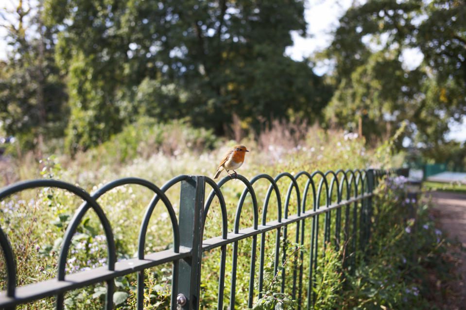 Bird perched on a fence